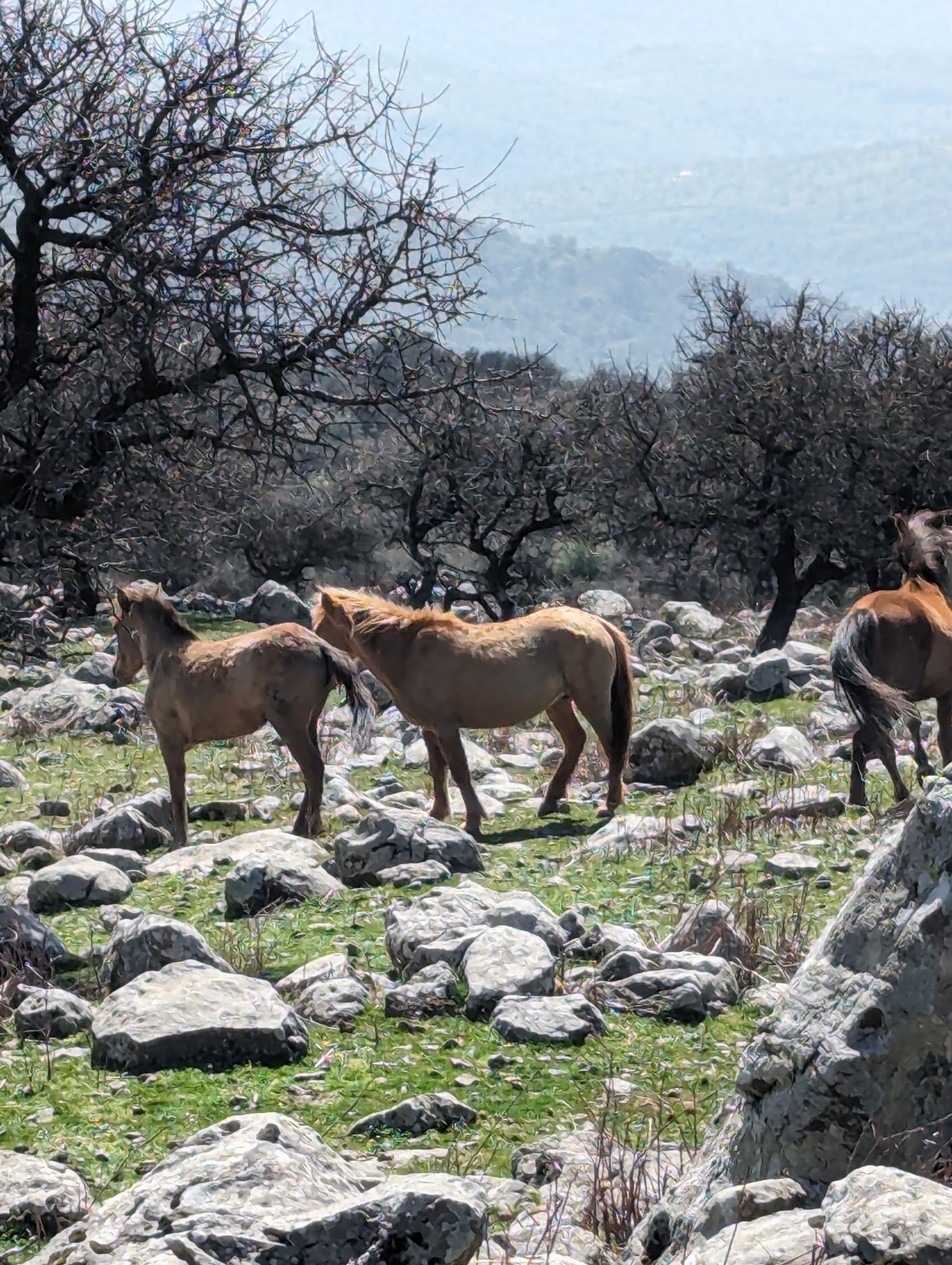Wildpferde auf Lesbos