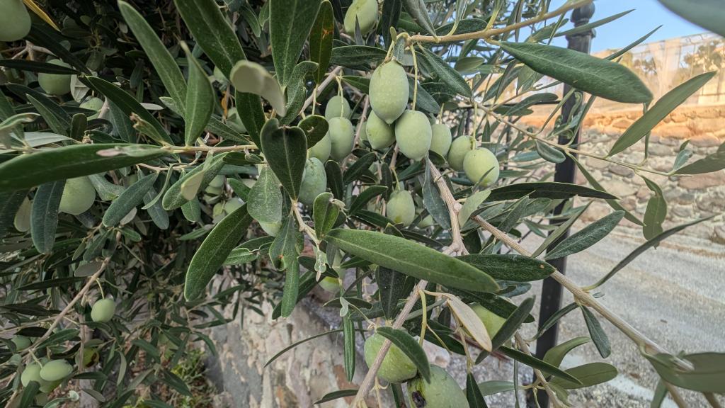 Olivenbaum vor dem Haus